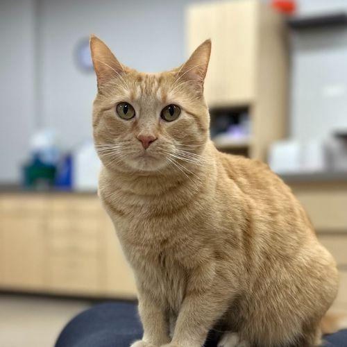 Hospital Cat