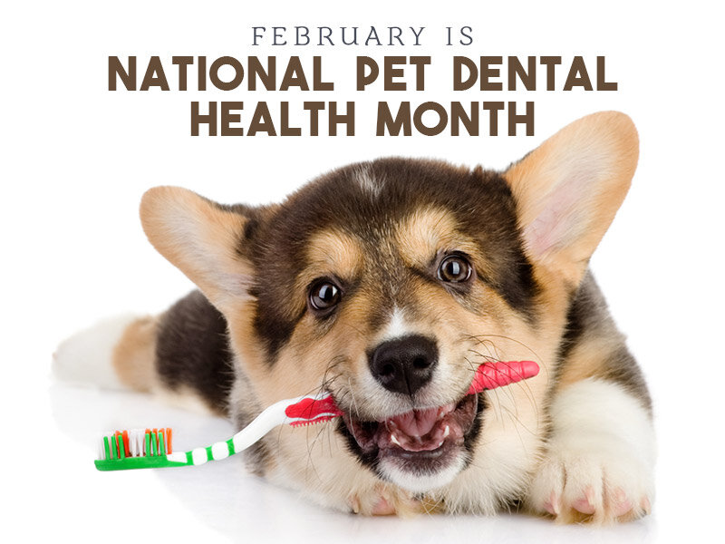 National Pet Dental Health Month