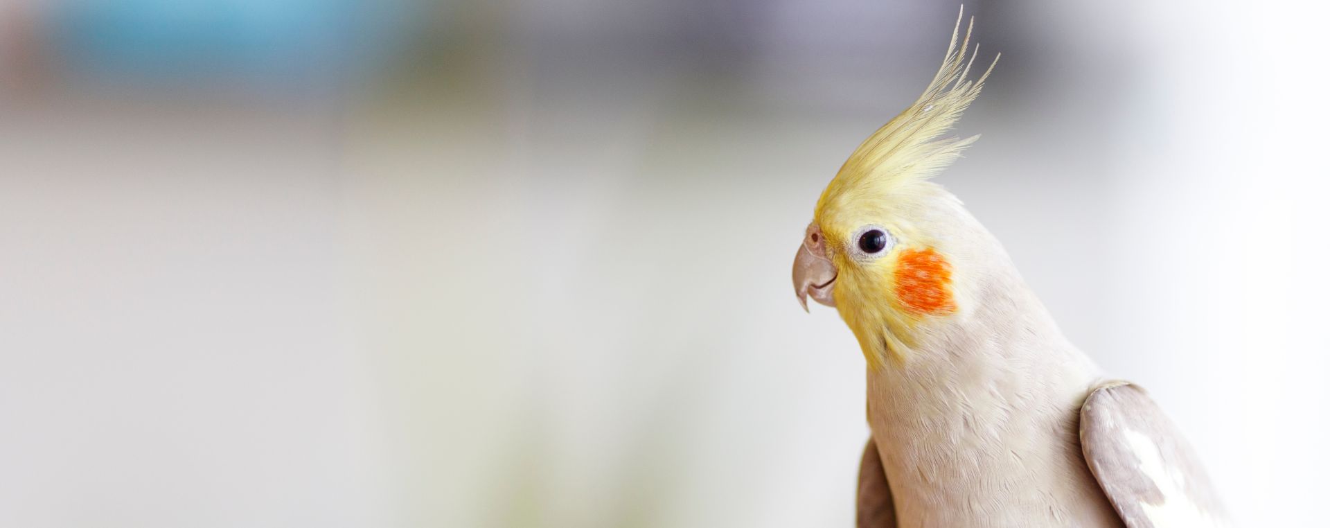 Pocket Pet and Exotic Care