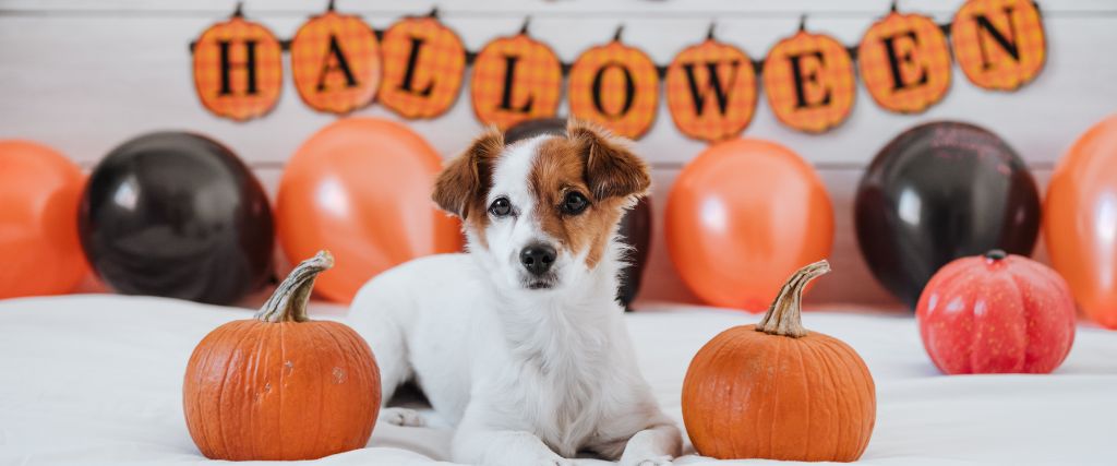 4 Spooktacular Ways to Keep Your Pets Safe on Halloween