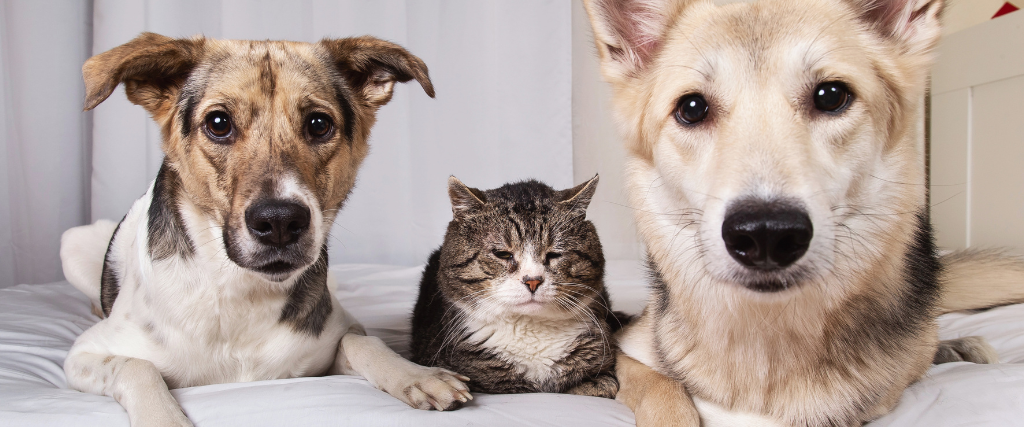 Aging Changes in Dogs and Cats