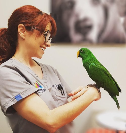 Eclectus+Parrot