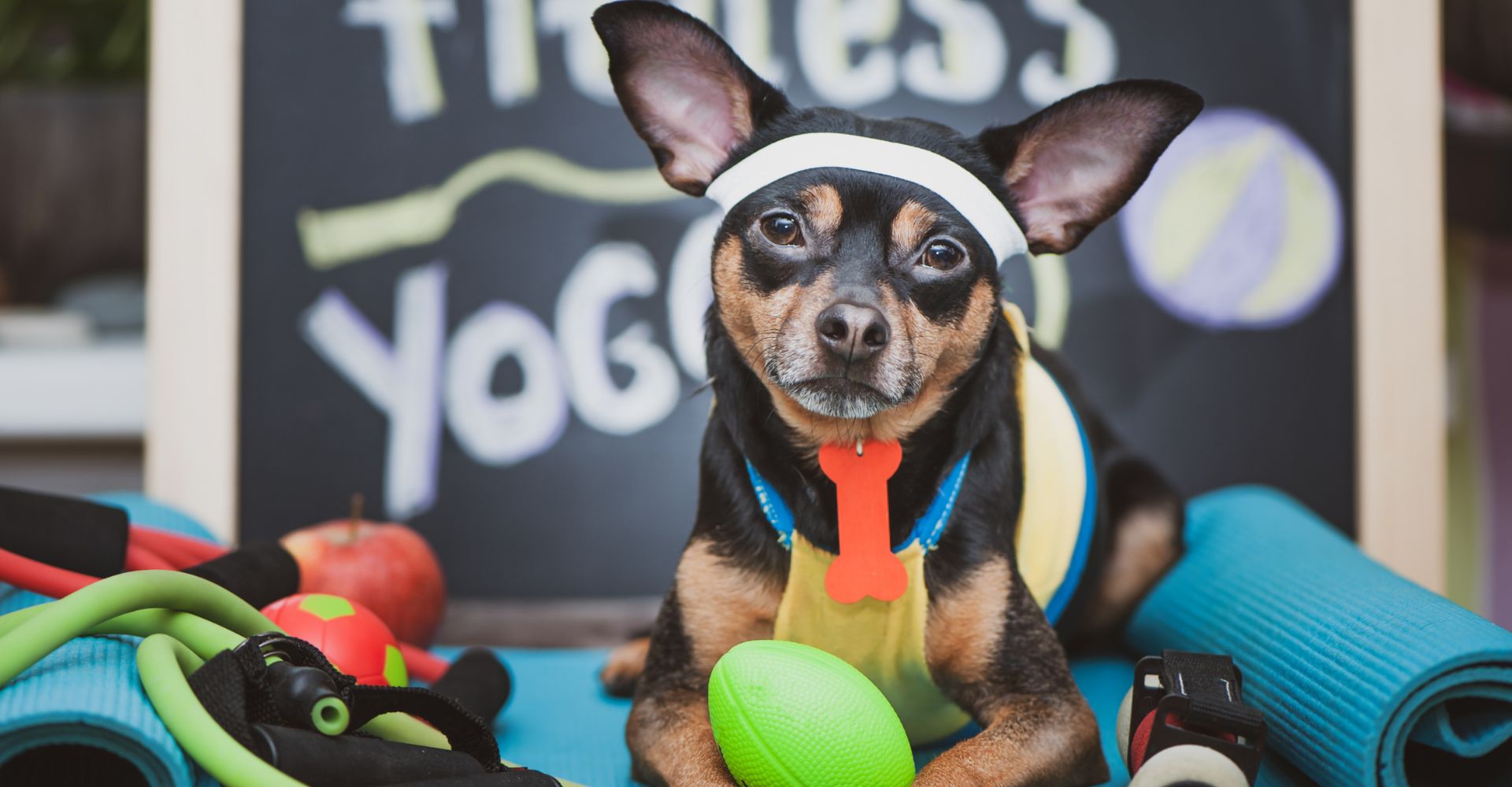 Dog Workout Gear