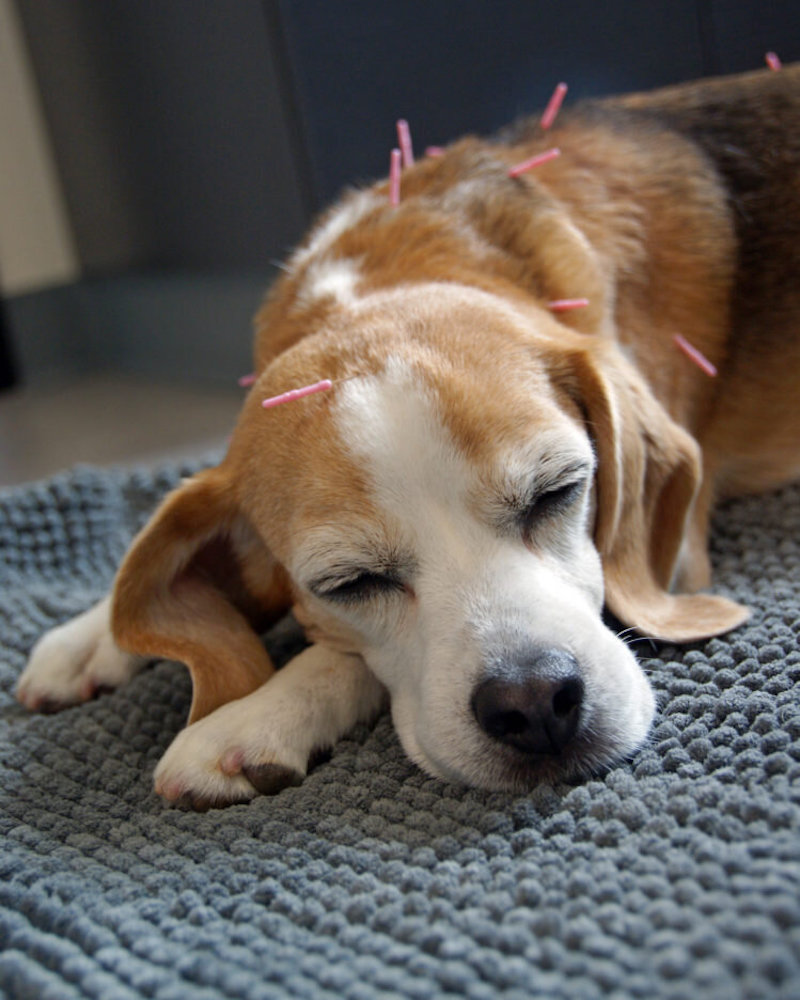 The sweet slumber of relief following acupuncture treatment. Sleepy-Dae-dog