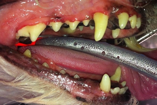dental+post dental+post