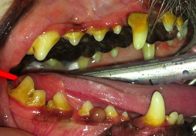dental+pre dental+pre