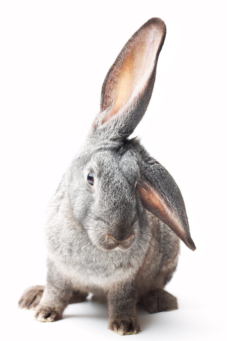 Rabbit Rabbit