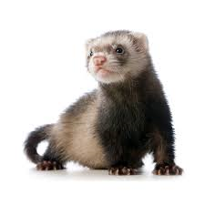 Ferret Ferret