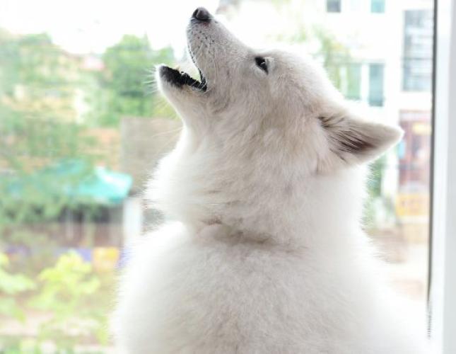 7 Steps to Help Settle Separation Anxiety for Your Dog