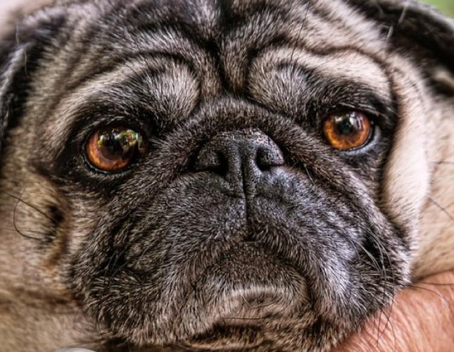 Senior Pets: Old Age is Not a Disease!
