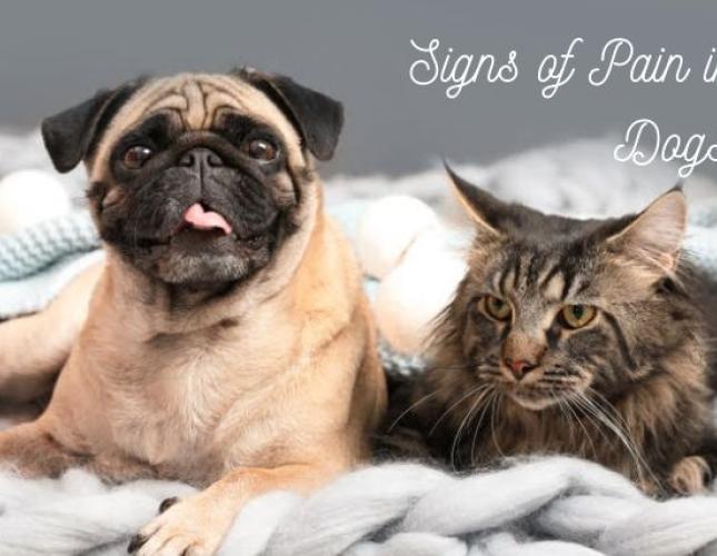 Signs and Symptoms of Pain in Both Cats and Dogs
