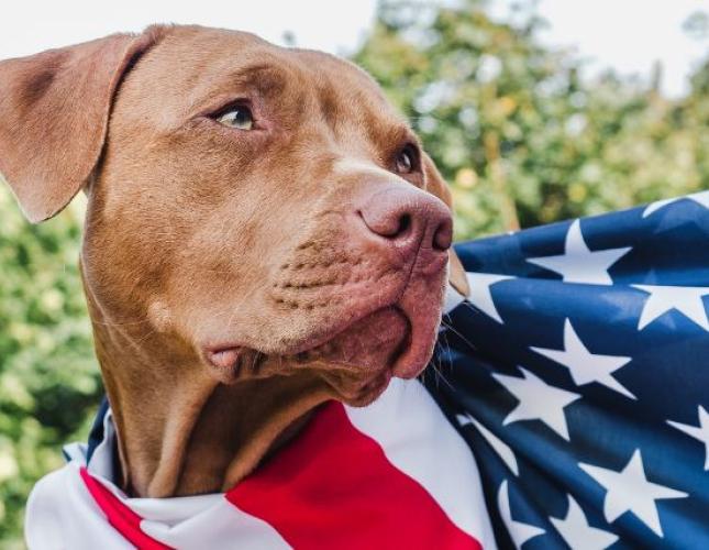 The Hero K-9s Of September 11th