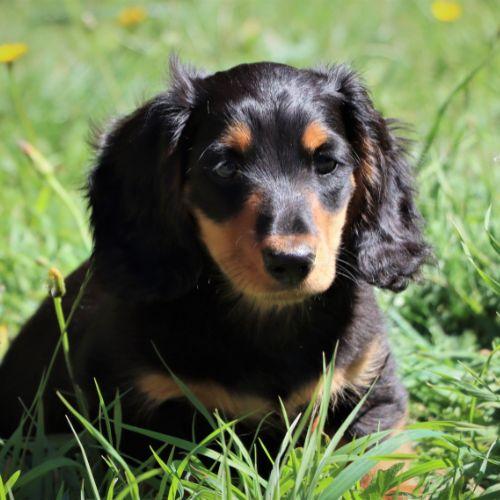 Dachshund