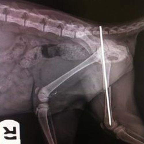 Xray