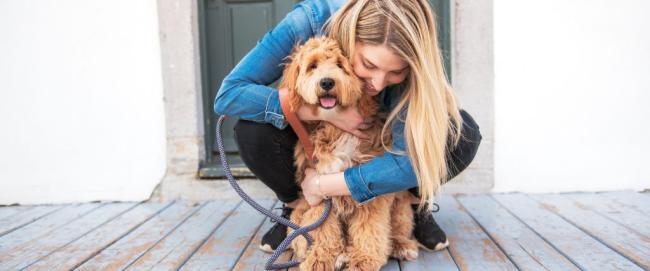Addison's Disease in Dogs: What Every Pet Parent Should Know1