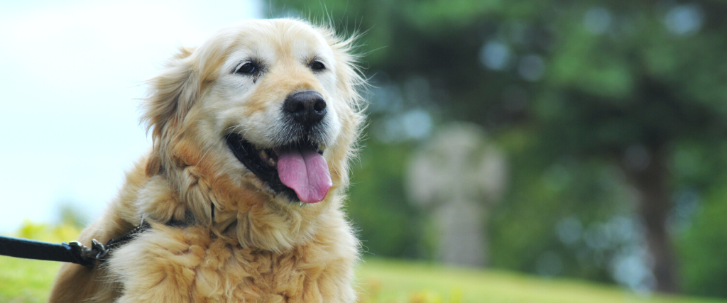 Why Is My Dog Panting So Loudly?